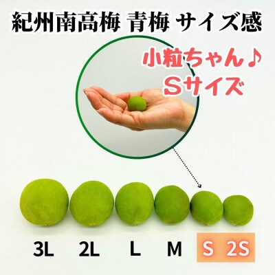 南高梅 青梅 秀品 小粒ちゃん 3kg Sサイズ以下 和歌山県産 紀州有田 産地直送 クール便対応