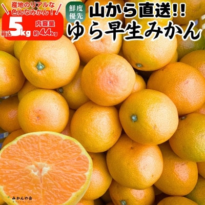 ゆら早生 みかん 山から直送 箱込5kg (内容量 4.4kg) 採れたてそのままごろごろ規格