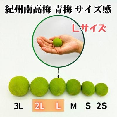 冷凍 青梅 南高梅 約10kg 秀品 2L or Lサイズ 和歌山県産 紀州有田 産地直送 クール便