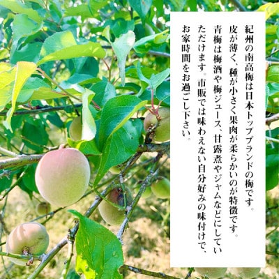 冷凍 青梅 南高梅 約10kg 秀品 2L or Lサイズ 和歌山県産 紀州有田 産地直送 クール便