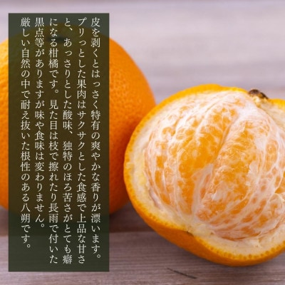 八朔 訳あり それでも八朔 箱込5kg(内容量約4.4kg) サイズミックス 和歌山 ご家庭用