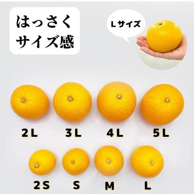 八朔 訳あり それでも八朔 箱込5kg(内容量約4.4kg) サイズミックス 和歌山 ご家庭用