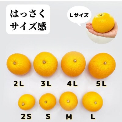 八朔 箱込7.5kg(内容量約6.8kg) とにかく小玉 Sサイズ以下 秀優品混合 和歌山県産