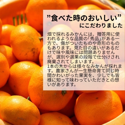 みかん うま採り 箱込7.5kg(内容量6.8kg) 光センサー選別 みかんの会厳選 サイズ混合