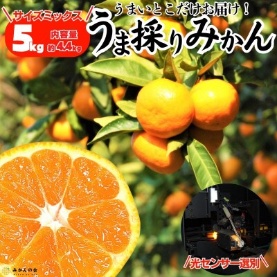 みかん うま採り 箱込5kg(内容量4.4kg) 光センサー選別 みかんの会厳選 サイズ混合