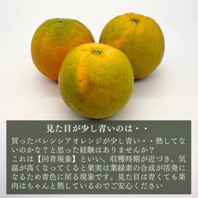バレンシアオレンジ 国産 玉ぞろい 秀品 箱込10kg (内容量9.2kg) 2L/L/Mいずれか