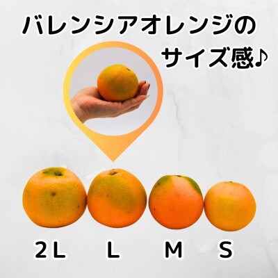 バレンシアオレンジ 国産 秀品 箱込2.5kg (内容量2.3kg) 2L/L/Mサイズいずれか