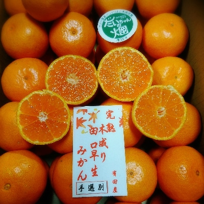 【贈答用】木成り完熟有田みかん!手選別　秀品　5kg