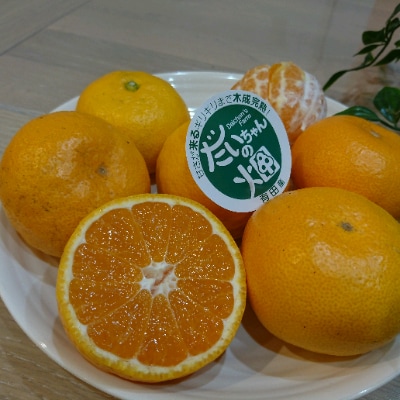 本場有田みかん!【自宅用】大ちゃんの畑農園　木成り完熟有田みかん5kg(サイズミックス)