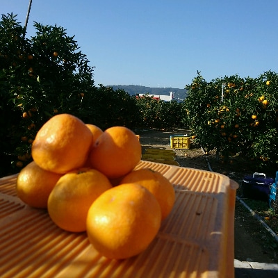 本場有田みかん!【自宅用】大ちゃんの畑農園　木成り完熟有田みかん5kg(サイズミックス)
