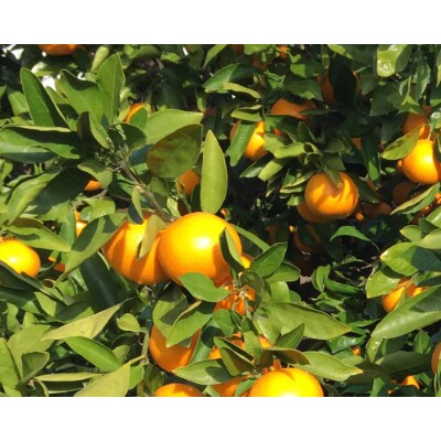 【サイズおまかせ】和歌山有田産みかん約10kg ご家庭用(SS、S、M、L、2L、3L/有田川町)