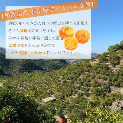 【先行受付】 甘味凝縮 小粒 有田みかん 3kg 産直44年 5代目 武内園の完熟蜜柑
