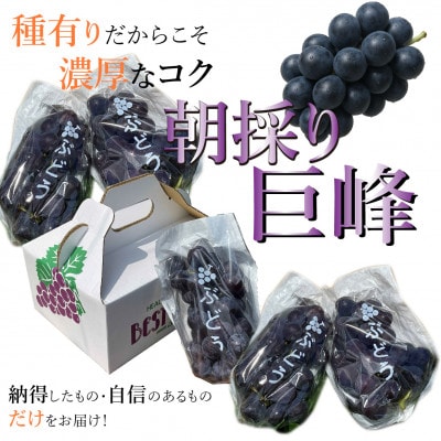 【先行予約】 巨峰 2kg(4～6房)  2025年8月下旬発送開始  朝採り 新鮮  和歌山県