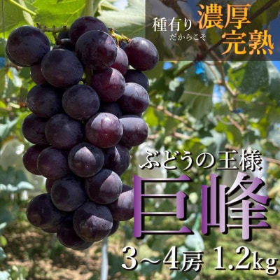 【先行予約】巨峰 1.2kg(3～4房 ) 2025年8月下旬発送開始 朝採り 新鮮 和歌山県