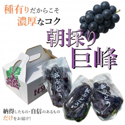 【先行予約】巨峰 1.2kg(3～4房 ) 2025年8月下旬発送開始 朝採り 新鮮 和歌山県