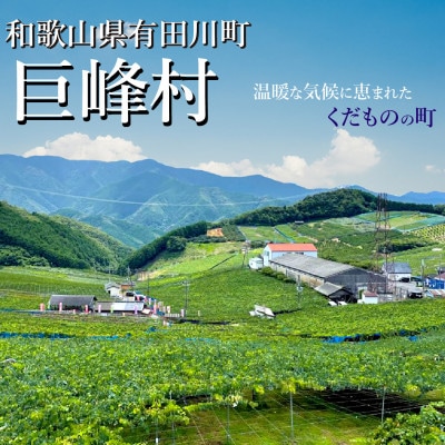【先行予約】巨峰 1.2kg(3～4房 ) 2025年8月下旬発送開始 朝採り 新鮮 和歌山県