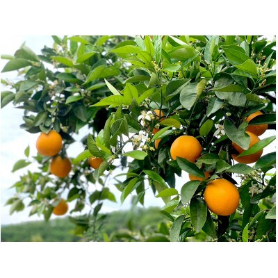 【先行予約】和歌山県産 武内園  希少 高級 バレンシアオレンジ 3kg