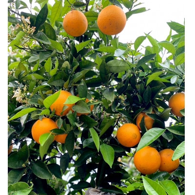 【先行予約】和歌山県産 武内園  希少 高級 バレンシアオレンジ 3kg