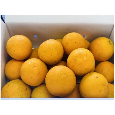 【先行予約】和歌山県産 武内園  希少 高級 バレンシアオレンジ 3kg