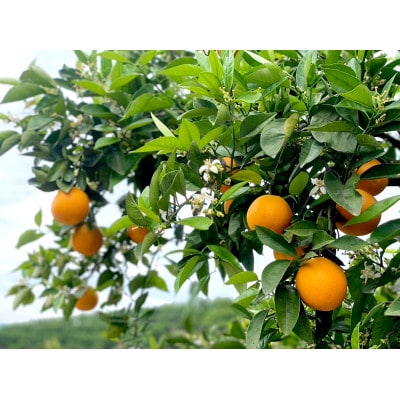 和歌山県産 武内園  希少 高級 バレンシアオレンジ 5kg