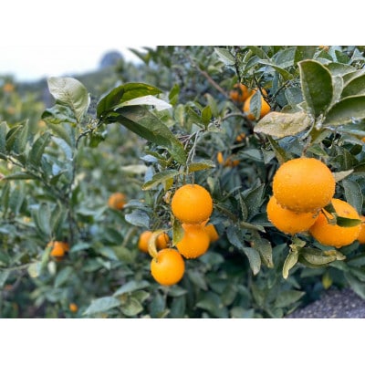 和歌山県産 武内園  希少 高級 バレンシアオレンジ 5kg