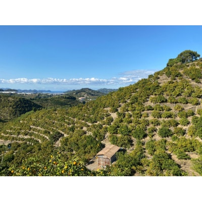 和歌山県産 武内園  希少 高級 バレンシアオレンジ 5kg
