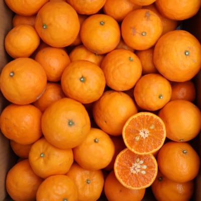 なつみオレンジ 無選別10kg ≪秀品・訳あり品・サイズ混合≫和歌山県有田の町の平武農園から農家直送