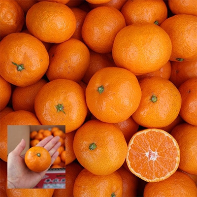 蛍飛ぶ町から旬の便り 有田みかん(約3kg Sサイズ),無添加100%みかんジュースセット