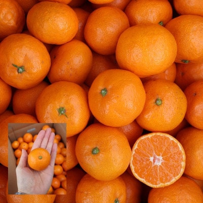 農家直送!有田みかん5kg≪3Sサイズ(超小玉)秀品≫　平武農園の有田ブランド田口みかん