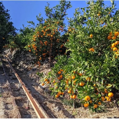 きよみオレンジ 3kg 和歌山県有田の町の平武農園から農家直送 蛍飛ぶ町から旬の便り