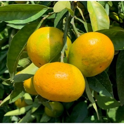 極早生みかん　赤秀品　Lサイズ　2.8kg×2箱　　【マルシ農園】