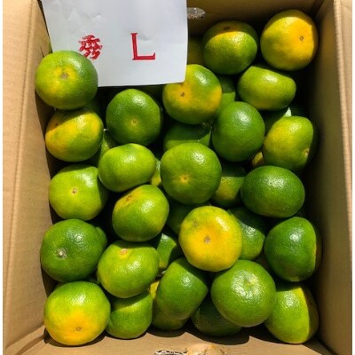 極早生みかん　赤秀品　Lサイズ　2.8kg×2箱　　【マルシ農園】