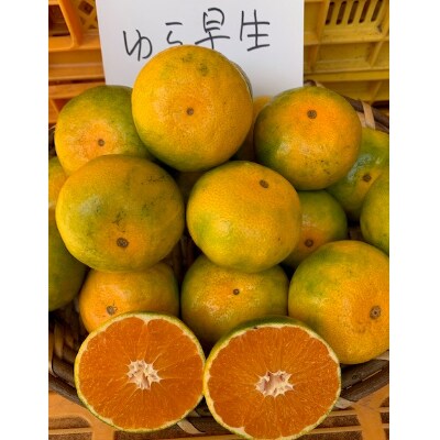 ゆら早生みかん　赤秀品　Sサイズ　5kg　　【マルシ農園】