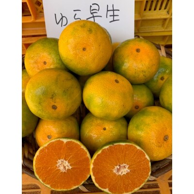 ゆら早生みかん　赤秀品　Мサイズ　5kg　　【マルシ農園】