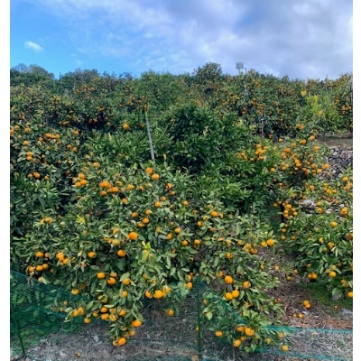 【数量限定】有田みかん　赤秀　2Sサイズ　10kg　【マルシ農園】