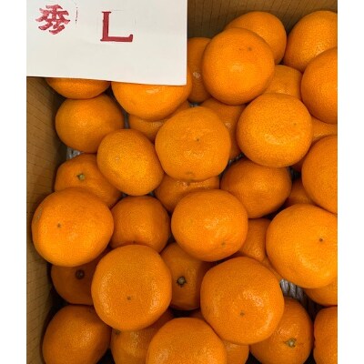 【数量限定】有田みかん　赤秀品　L、2Lサイズ　10kg　　【マルシ農園】