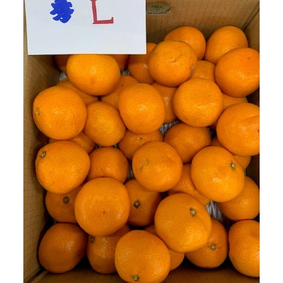 有田みかん　青秀　L、2Lサイズ　2.8kg×2箱　　【マルシ農園】