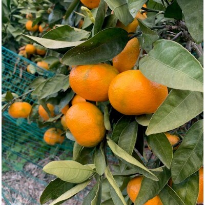 有田みかん　青秀　S、Мサイズ　10kg　　【マルシ農園】