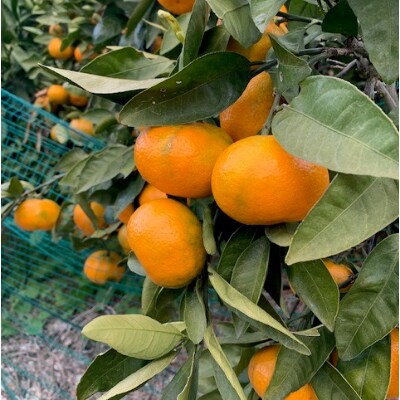 有田みかん　青秀　L、2Lサイズ　10kg　　【マルシ農園】
