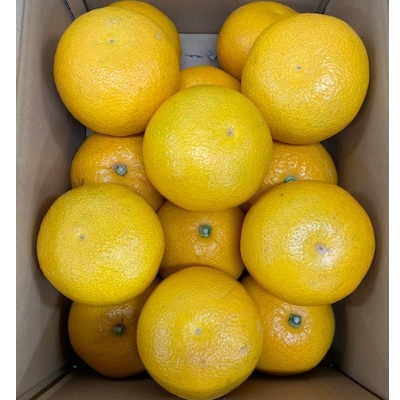 【先行受付】 はっさく 赤秀品 2L、3Lサイズ 5kg
