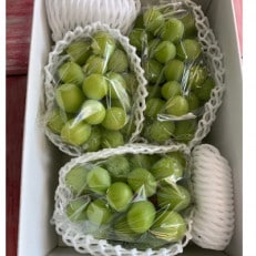 シャインマスカット 約2kg(3～5房)【マルシ農園】