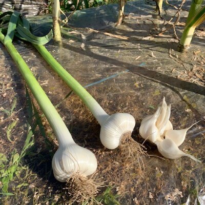 有田産にんにく　1.3kg　貴重　【マルシ農園】