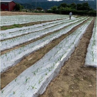 有田産にんにく　1.3kg　貴重　【マルシ農園】