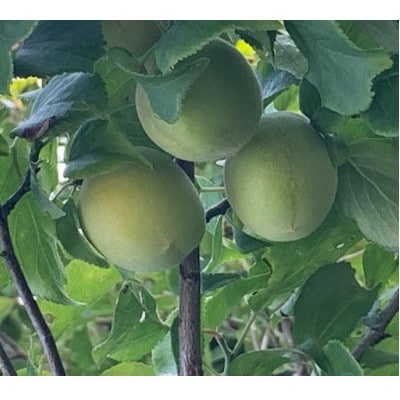 南高梅　2Lサイズ　5kg　マルシ農園