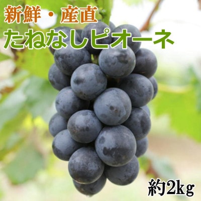 [新鮮・産直]和歌山県有田巨峰村の朝採りたねなしピオーネ約2kg