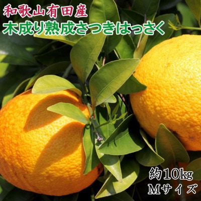 こだわりの和歌山有田産木成り熟成さつき八朔 約10kg(Mサイズ)(有田川町)