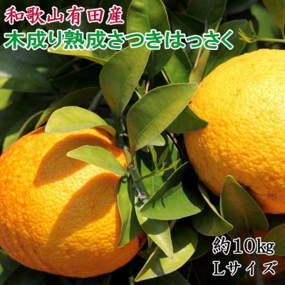 こだわりの和歌山有田産木成り熟成さつき八朔 約10kg(Lサイズ)(有田川町)