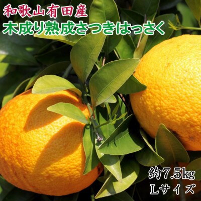 こだわりの和歌山有田産木成り熟成さつき八朔約7.5kg(Lサイズ)(有田川町)