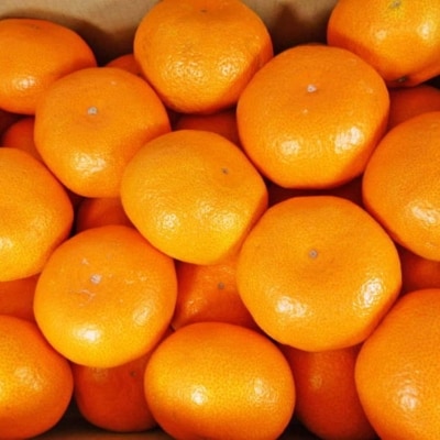 [秀品]和歌山有田みかん約5kg (Sサイズ)(有田川町)