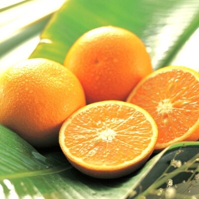 有田川町【濃厚】有田産清見オレンジ約7kg(サイズおまかせ・秀品)